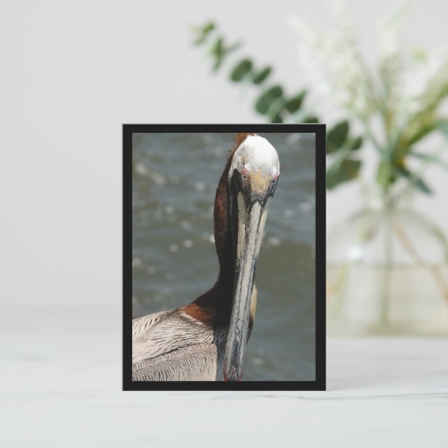 Pelican Looking back at me Holiday Postcard (Standing Front)