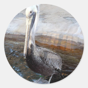 Pelican Love,-Occasions_ Classic Round Sticker