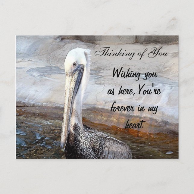 Pelican Love,-Occasions_ Postcard (Front)