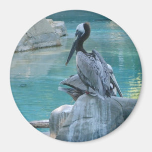 Pelican Magnet