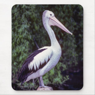 Pelican on a branch, Tasmania - Australia Mouse Pad