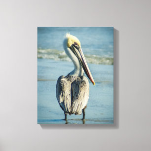 Pelican on a Florida Beach Canvas Print