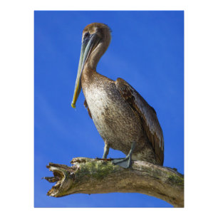 Pelican on a limb photo print