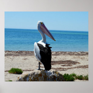 Pelican On Beach Rocks, Poster