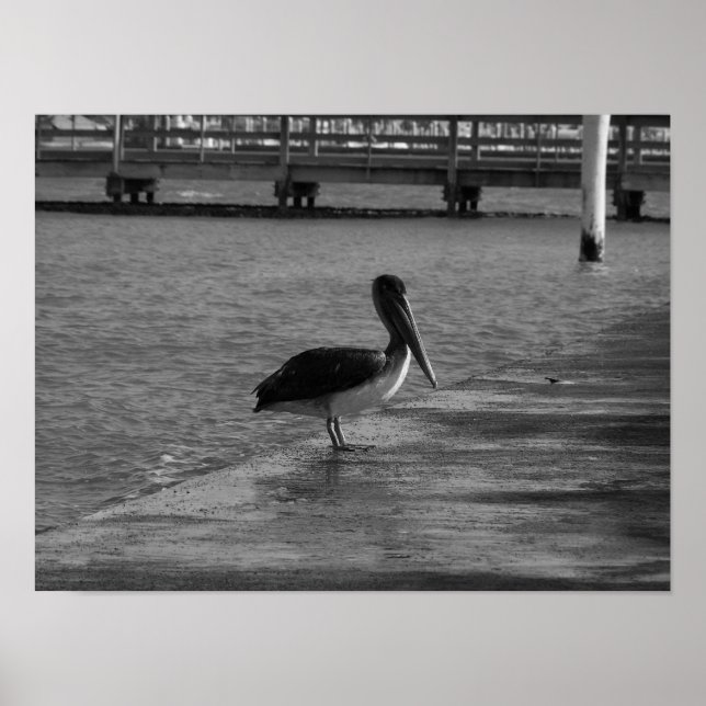 Pelican on Dock - Black & White Poster (Front)