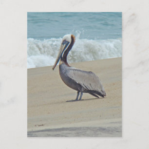 Pelican on Outer Banks OBX NC Postcard