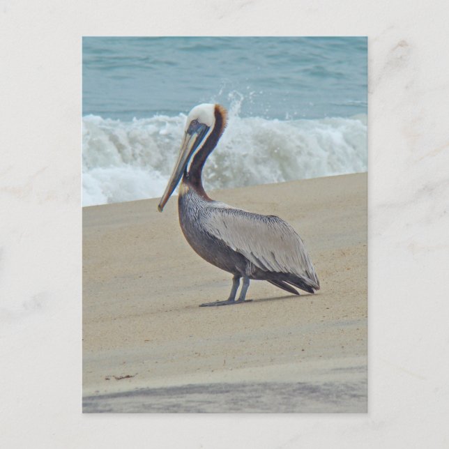 Pelican on Outer Banks OBX NC Postcard (Front)