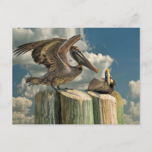 Pelican Parodies Florida Wildlife Postcard