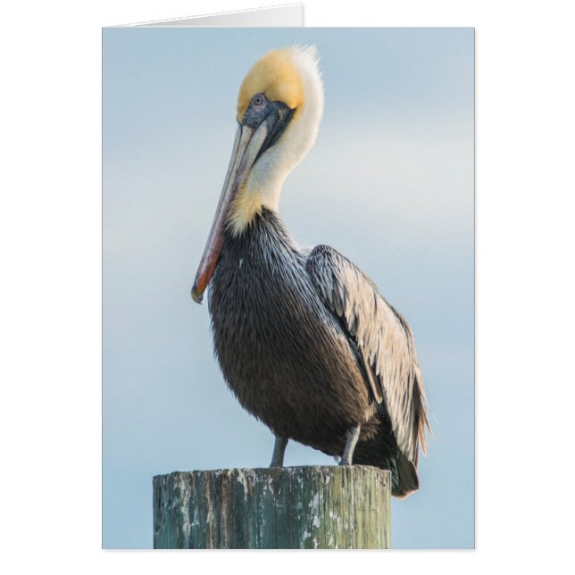 Pelican perched on pylon (Front)