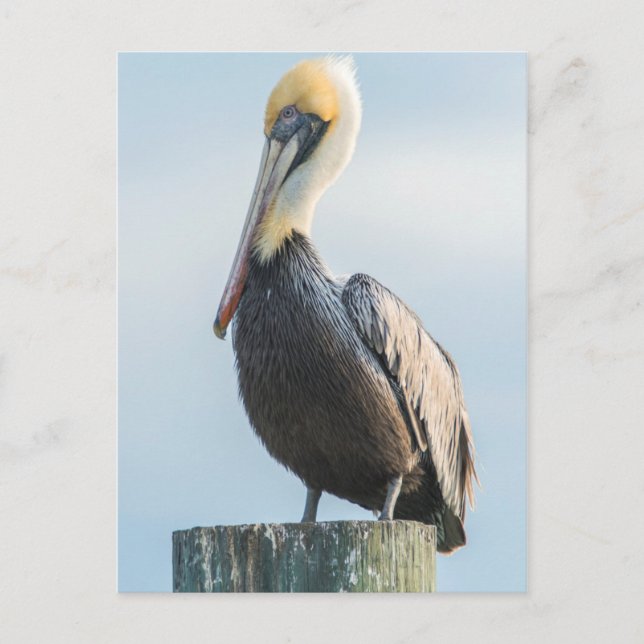 Pelican perched on pylon postcard (Front)