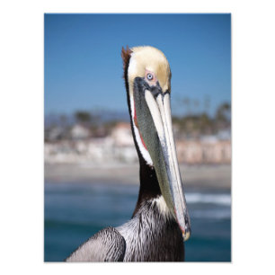 Pelican Photo Print