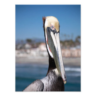 Pelican Photo Print