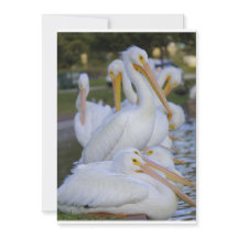 Pelican Pile Holiday Card