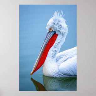 PELICAN PORTRAIT POSTER
