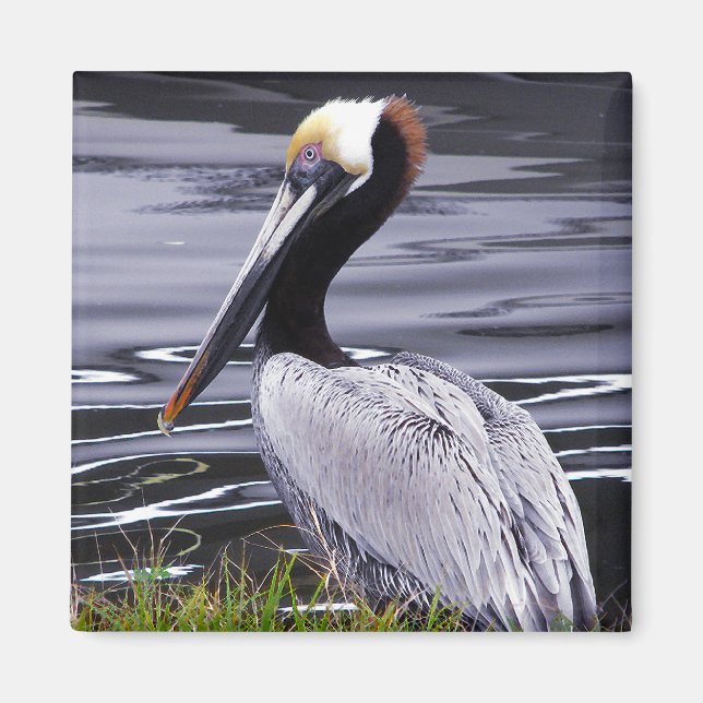 Pelican Poser Magnet (Front)