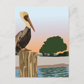 Pelican Postcard