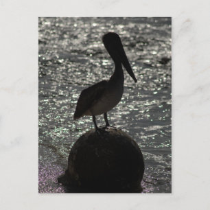 Pelican Postcard