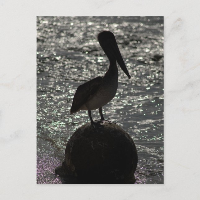 Pelican Postcard (Front)