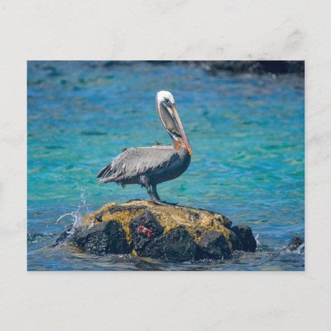 Pelican Postcard (Front)