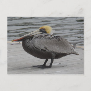 Pelican Postcard