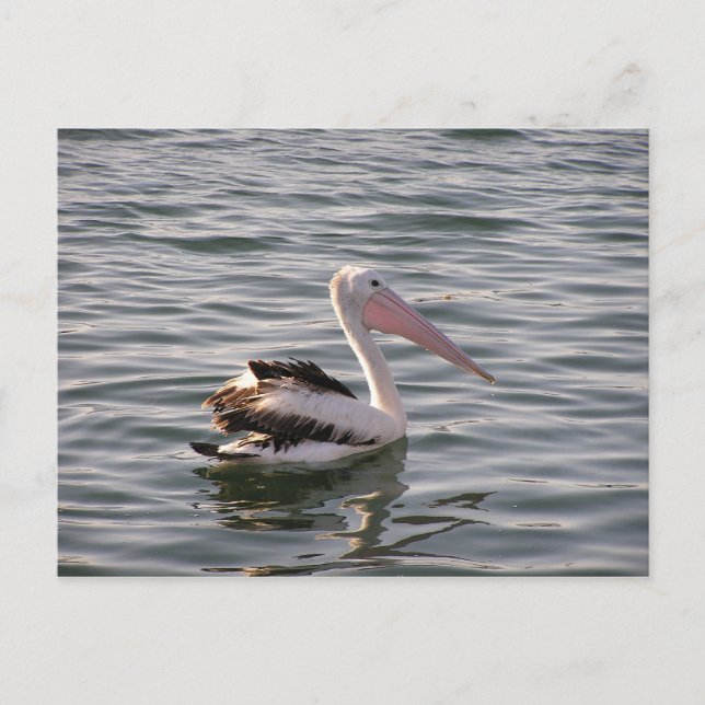pelican postcard (Front)