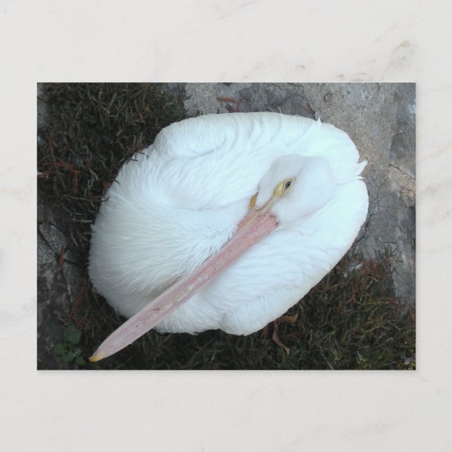 Pelican Postcard (Front)