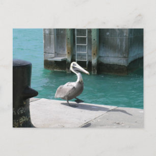 Pelican Postcard