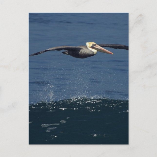 Pelican Postcard (Front)