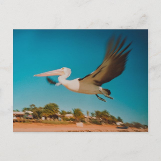 Pelican Postcard (Front)