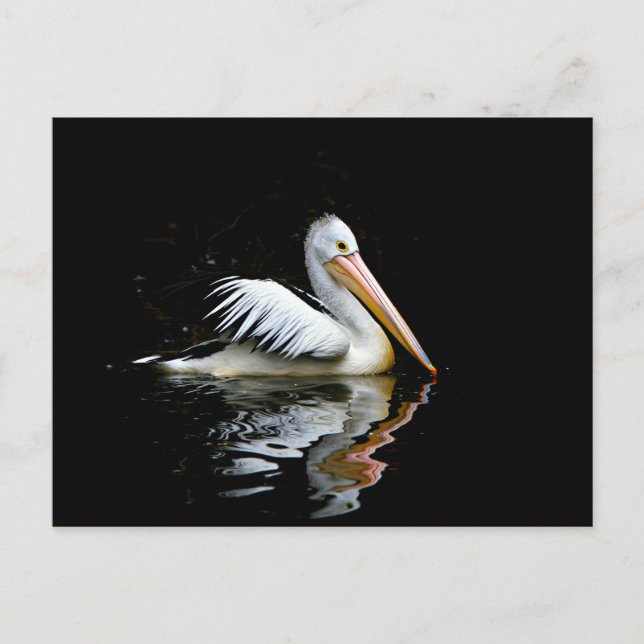 Pelican Postcard (Front)