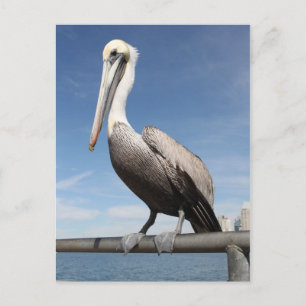 Pelican Postcard
