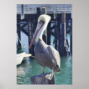 Pelican Print