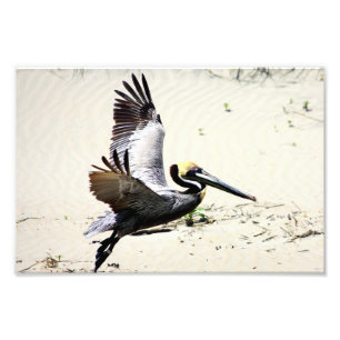 Pelican Print, Wall Art, Gifts, Beach Birds Photo Print