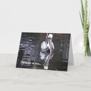 Pelican Reflecting, Thinking of you... Card