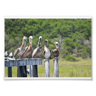 Pelican Rest Photo Print