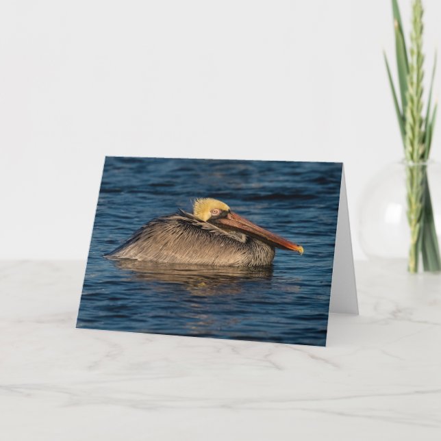 Pelican Resting in Water  Card (Front)