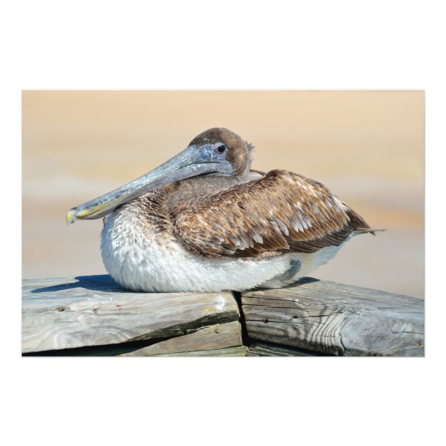 Pelican resting on the fishing pier photo print (Front)