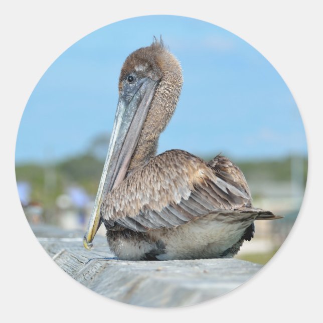 Pelican round sticker (Front)