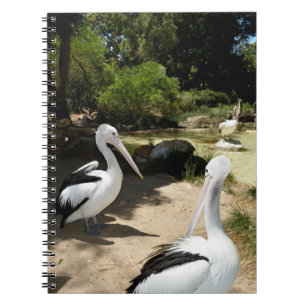 Pelican Sanctuary, Notebook