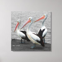 Pelican Sea Bird Minimalist Colour Pop Photography