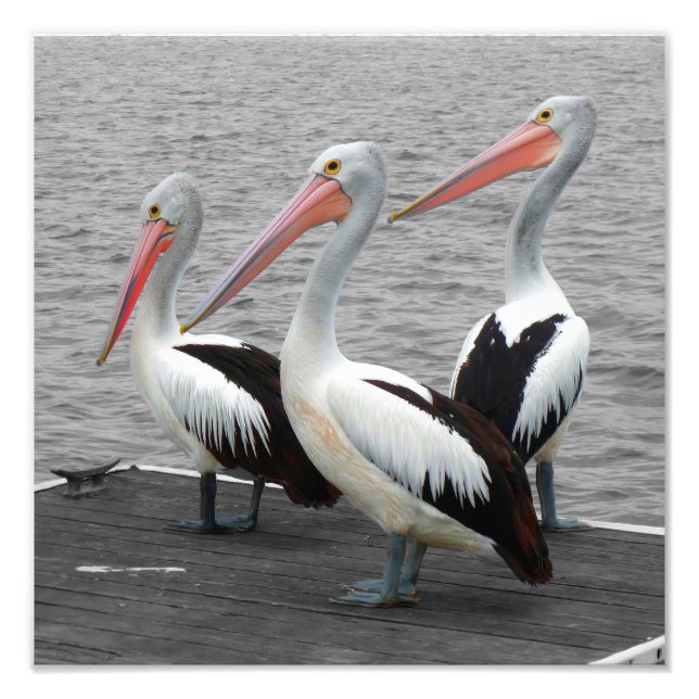 Pelican Sea Bird Minimalist Colour Pop Photography Photo Print (Front)