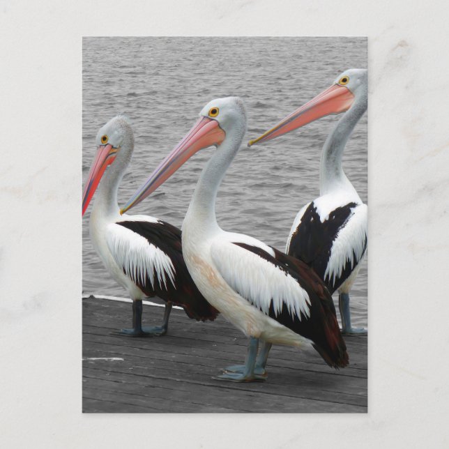 Pelican Sea Bird Minimalist Colour Pop Photography Postcard (Front)
