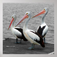 Pelican Sea Bird Minimalist Colour Pop Photography