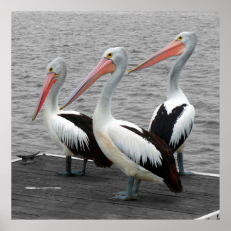 Pelican Sea Bird Minimalist Colour Pop Photography Poster