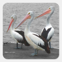 Pelican Sea Bird Minimalist Colour Pop Photography
