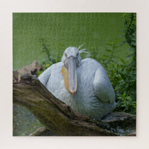 Pelican Serenity A Captivating Gaze Jigsaw Puzzle