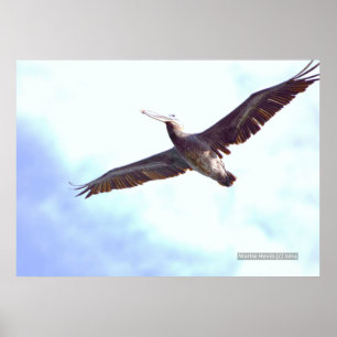 Pelican Soars Print