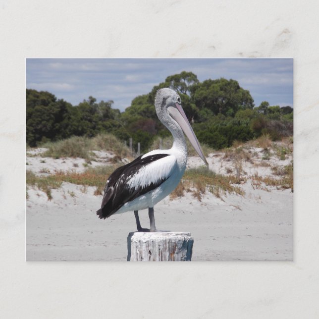 Pelican Standing on Post on Sandy Beach Postcard (Front)
