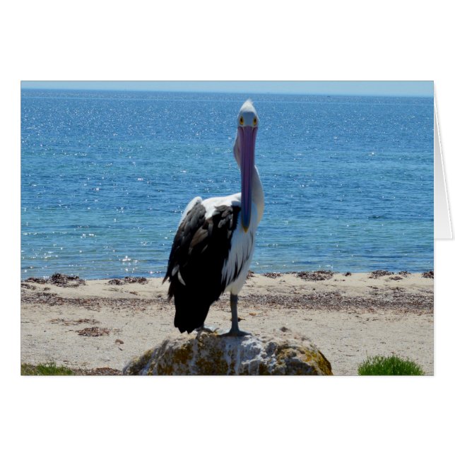 Pelican Stare Down, (Front Horizontal)