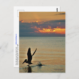Pelican take off at sunset Gulf Coast Florida Postcard